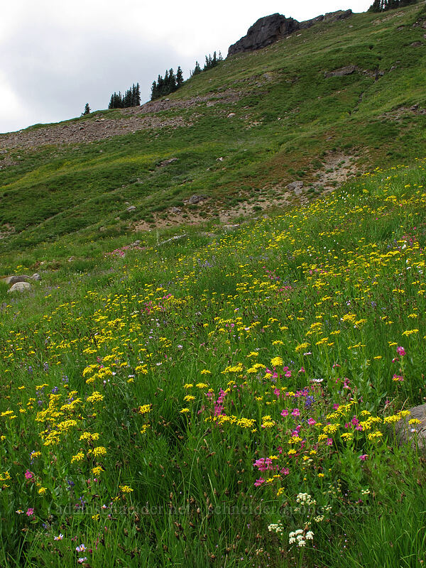 wildflowers (Senecio triangularis, Erythranthe lewisii (Mimulus lewisii), Erigeron glacialis var. glacialis, Ligusticum grayi) [Lily Basin Trail, Goat Rocks Wilderness, Lewis County, Washington]
