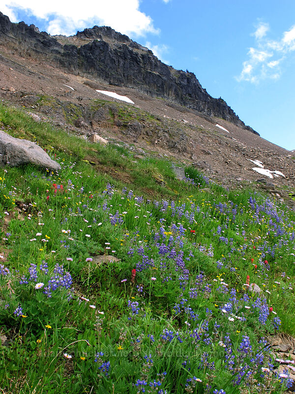 wildflowers [Lily Basin Trail, Goat Rocks Wilderness, Lewis County, Washington]