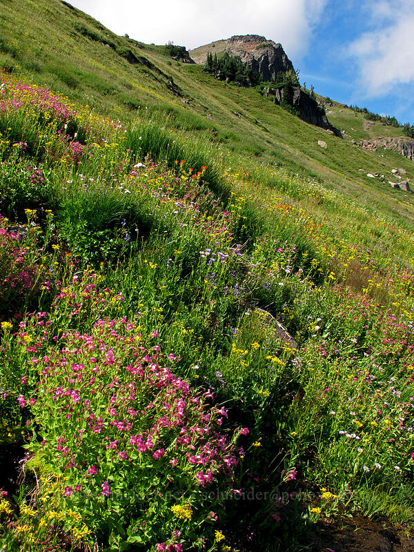 wildflowers (Erythranthe lewisii (Mimulus lewisii), Senecio triangularis, Erigeron glacialis var. glacialis, Castilleja suksdorfii) [Lily Basin Trail, Goat Rocks Wilderness, Lewis County, Washington]