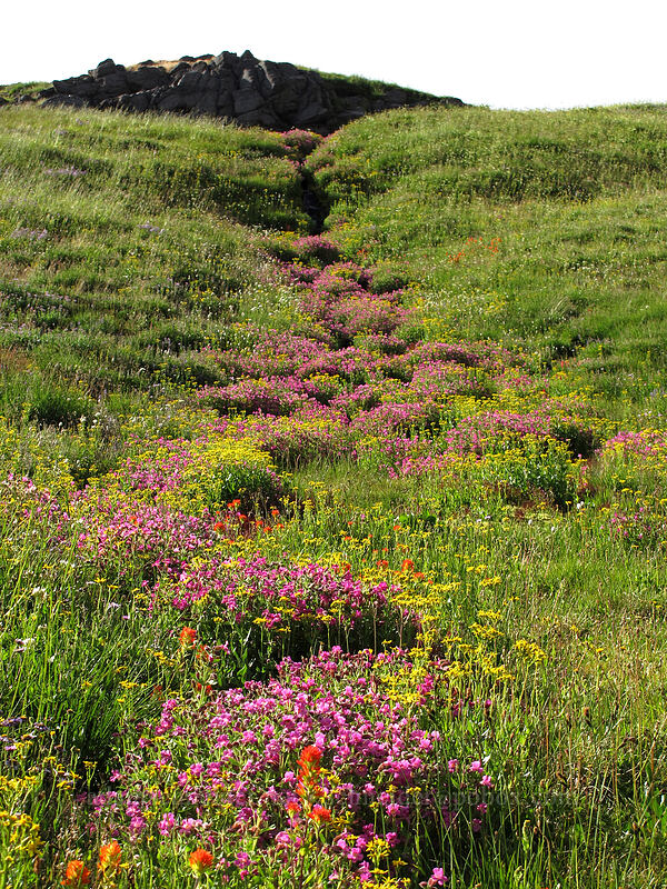 wildflowers along a stream (Erythranthe lewisii (Mimulus lewisii), Senecio triangularis, Castilleja suksdorfii) [Lily Basin Trail, Goat Rocks Wilderness, Lewis County, Washington]