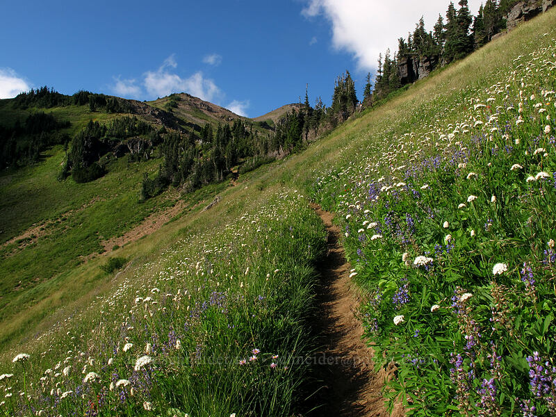 trail through wildflowers (Valeriana sitchensis, Lupinus latifolius, Bistorta bistortoides (Polygonum bistortoides)) [Goat Ridge Trail, Goat Rocks Wilderness, Lewis County, Washington]