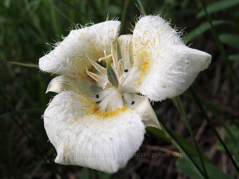 subalpine mariposa lily (Calochortus subalpinus) [Goat Ridge Trail, Goat Rocks Wilderness, Lewis County, Washington]