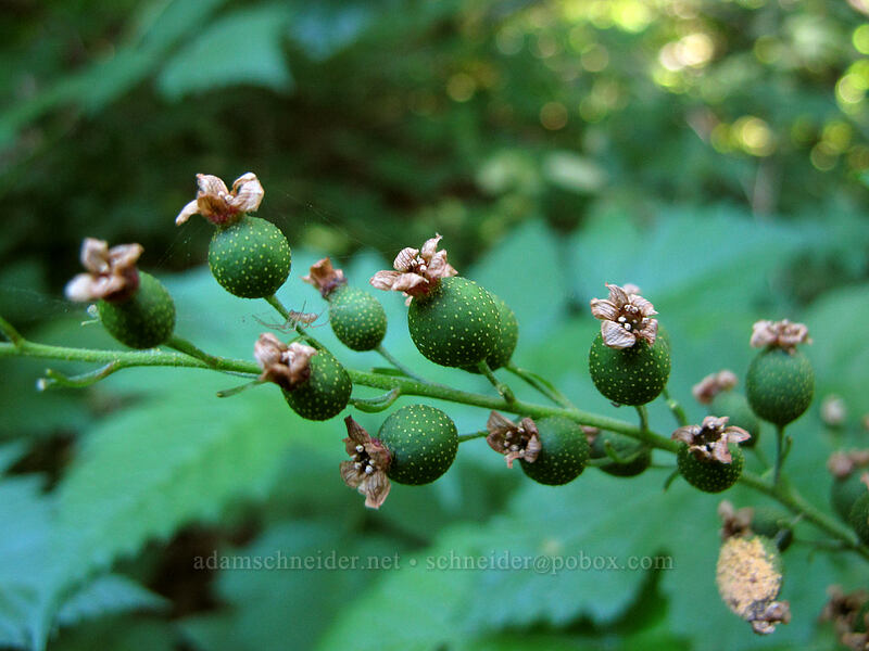stink currant fruits (Ribes bracteosum) [Snow Lake Trail, Mt. Rainier National Park, Lewis County, Washington]