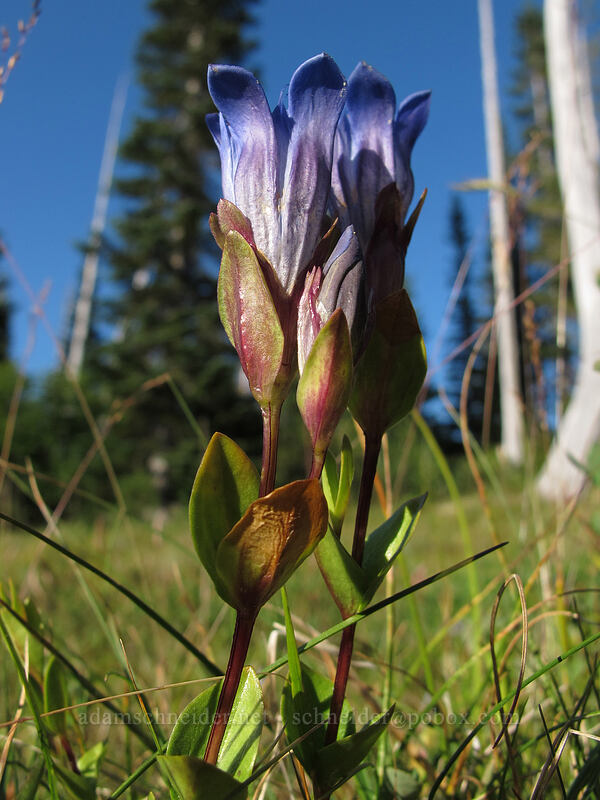 explorer's gentian (Gentiana calycosa) [Snow Lake Trail, Mt. Rainier National Park, Lewis County, Washington]