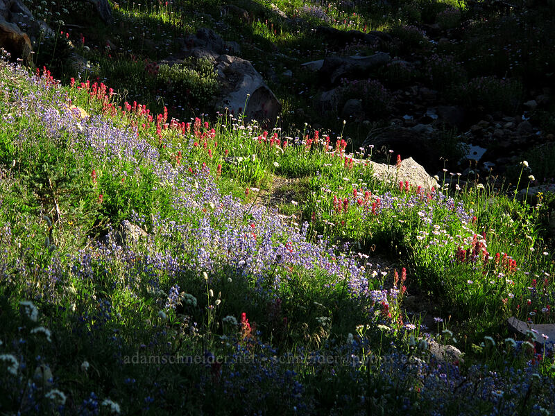 wildflowers [Skyline Trail, Mt. Rainier National Park, Pierce County, Washington]