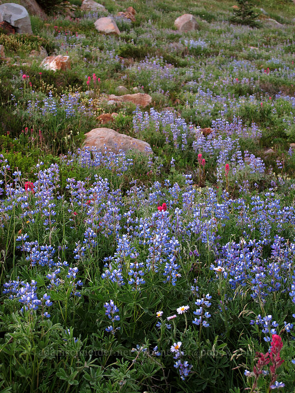 wildflowers [Deadhorse Creek Trail, Mt. Rainier National Park, Pierce County, Washington]