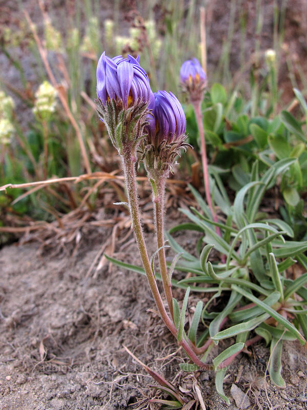 alpine aster (Oreostemma alpigenum var. alpigenum (Aster alpigenus)) [Glacier Vista Trail, Mt. Rainier National Park, Pierce County, Washington]