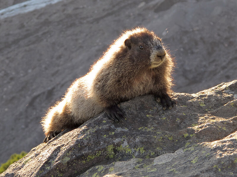 hoary marmot (Marmota caligata) [Glacier Vista Trail, Mt. Rainier National Park, Pierce County, Washington]