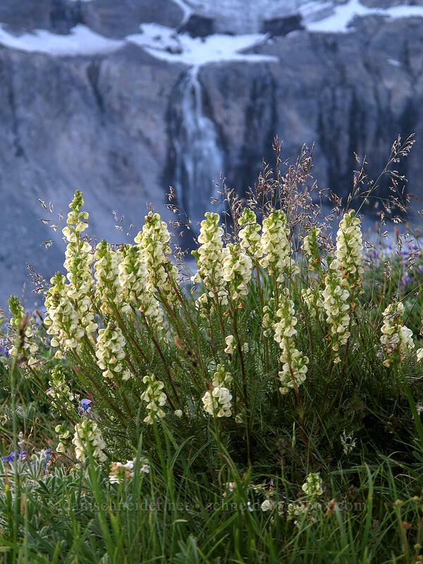coiled-beak lousewort & Wilson Glacier Falls (Pedicularis contorta) [Skyline Trail, Mt. Rainier National Park, Pierce County, Washington]
