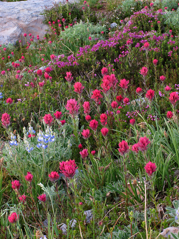 magenta paintbrush & pink mountain heather (Castilleja parviflora var. oreopola, Phyllodoce empetriformis) [Skyline Trail, Mt. Rainier National Park, Pierce County, Washington]