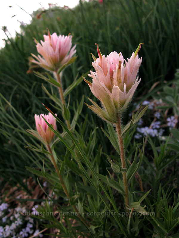 pale pink paintbrush (Castilleja parviflora var. oreopola) [Skyline Trail, Mt. Rainier National Park, Pierce County, Washington]