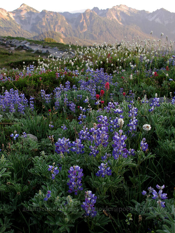 wildflowers & the Tatoosh Range [Skyline Trail, Mt. Rainier National Park, Pierce County, Washington]