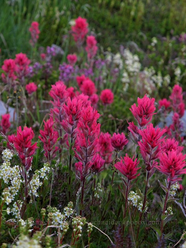 magenta paintbrush (Castilleja parviflora var. oreopola) [Skyline Trail, Mt. Rainier National Park, Pierce County, Washington]