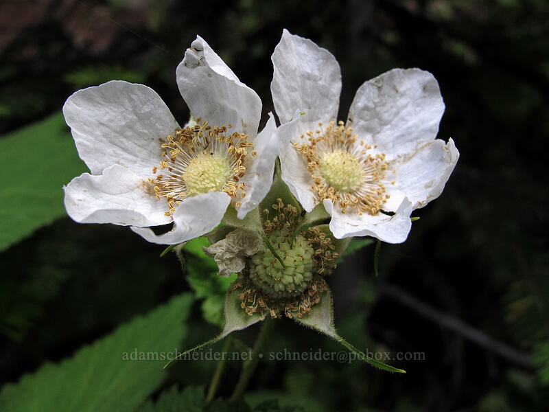 thimbleberry flowers (Rubus parviflorus) [Wonderland Trail, Mt. Rainier National Park, Pierce County, Washington]