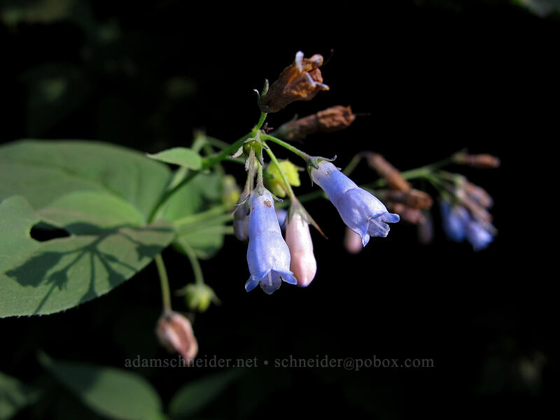 tall bluebells (Mertensia paniculata) [Wonderland Trail, Mt. Rainier National Park, Pierce County, Washington]