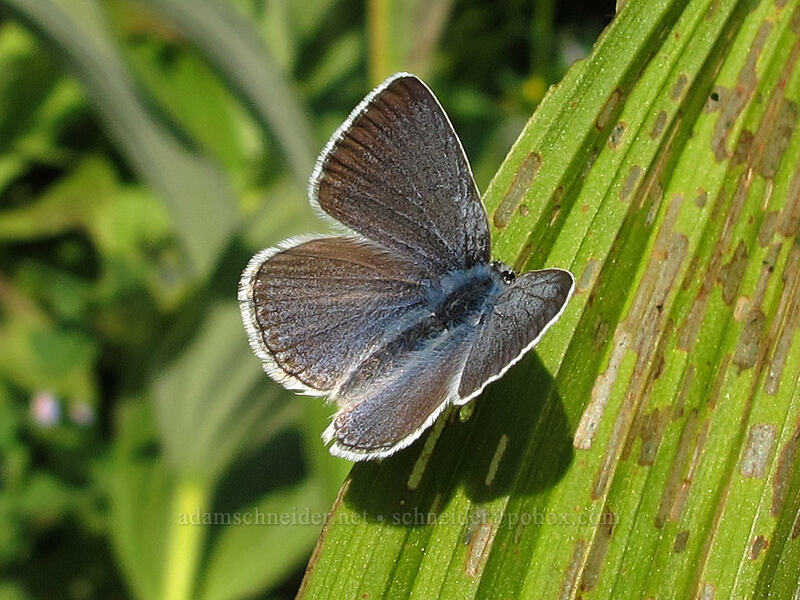female Boisduval's blue butterfly (Icaricia icarioides (Plebejus icarioides)) [Wonderland Trail, Mt. Rainier National Park, Pierce County, Washington]