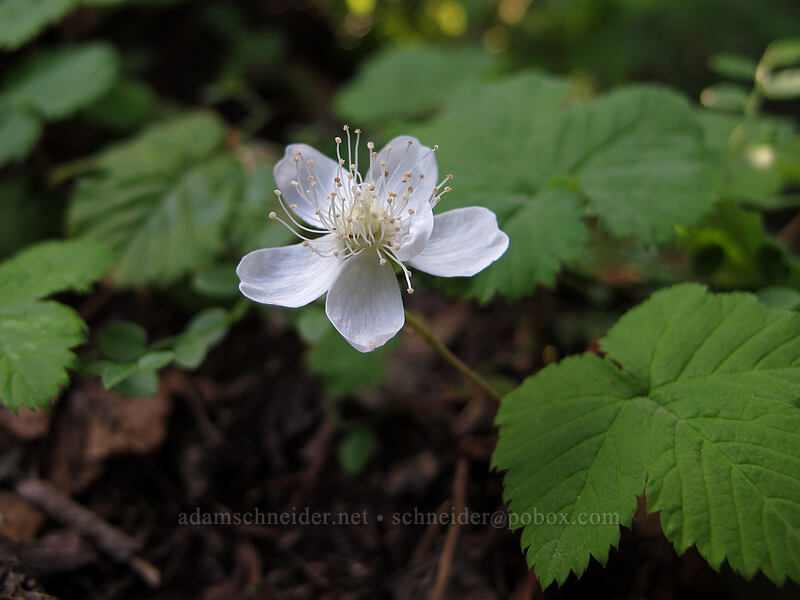 dwarf bramble (Rubus lasiococcus) [Wonderland Trail, Mt. Rainier National Park, Pierce County, Washington]