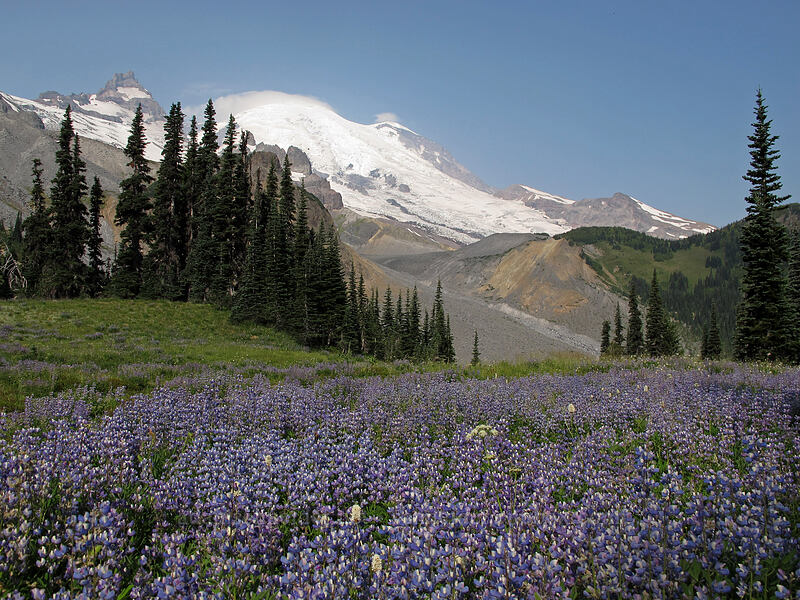 lupines & Mount Rainier [Summerland, Mt. Rainier National Park, Pierce County, Washington]