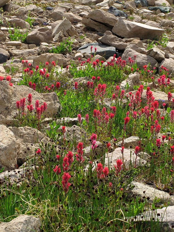 magenta paintbrush (Castilleja parviflora var. oreopola) [Wonderland Trail, Mt. Rainier National Park, Pierce County, Washington]