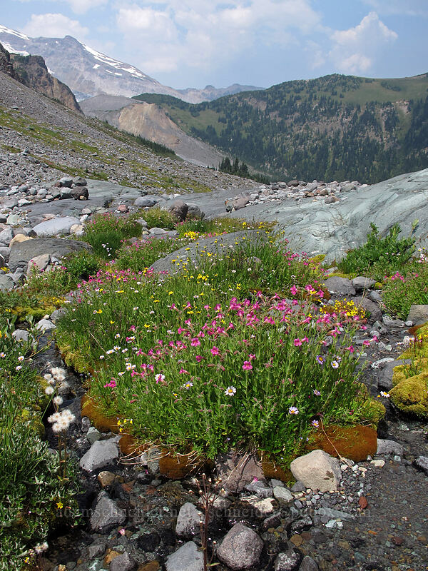 wildflowers [Wonderland Trail, Mt. Rainier National Park, Pierce County, Washington]