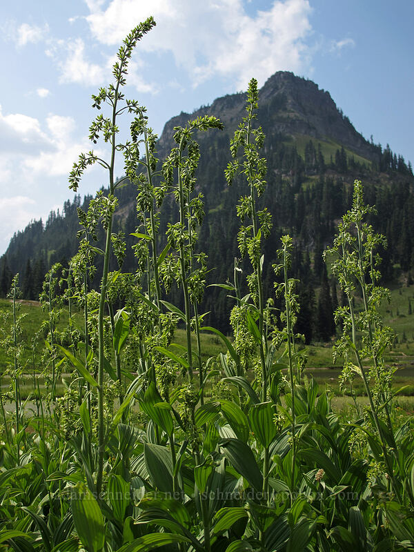 corn lily (Veratrum viride var. eschscholzianum (Veratrum eschscholtzianum)) [Tipsoo Lake, Mt. Rainier National Park, Pierce County, Washington]