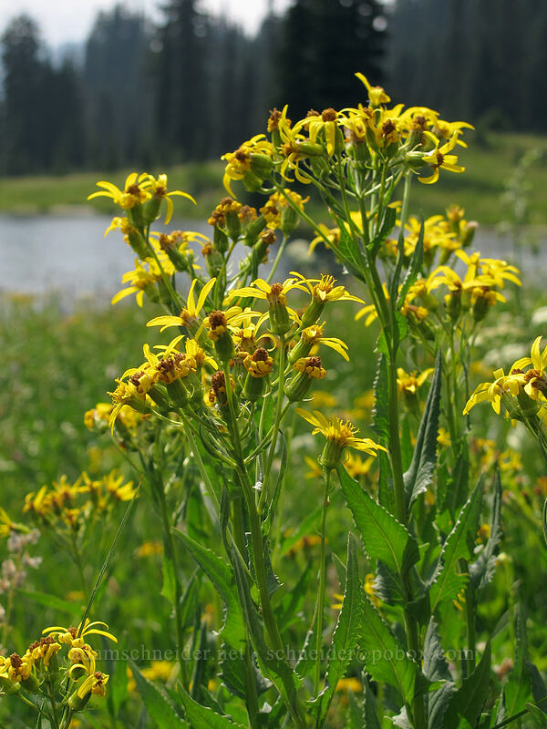 arrow-leaf groundsel (Senecio triangularis) [Tipsoo Lake, Mt. Rainier National Park, Pierce County, Washington]