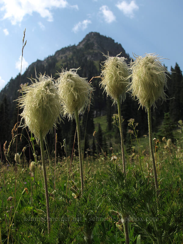 western pasqueflower (Anemone occidentalis (Pulsatilla occidentalis)) [Tipsoo Lake, Mt. Rainier National Park, Pierce County, Washington]