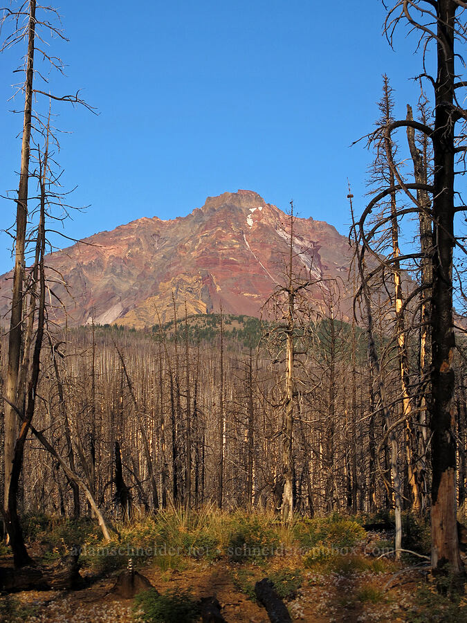 North Sister through burnt trees [Pole Creek Trail, Three Sisters Wilderness, Deschutes County, Oregon]