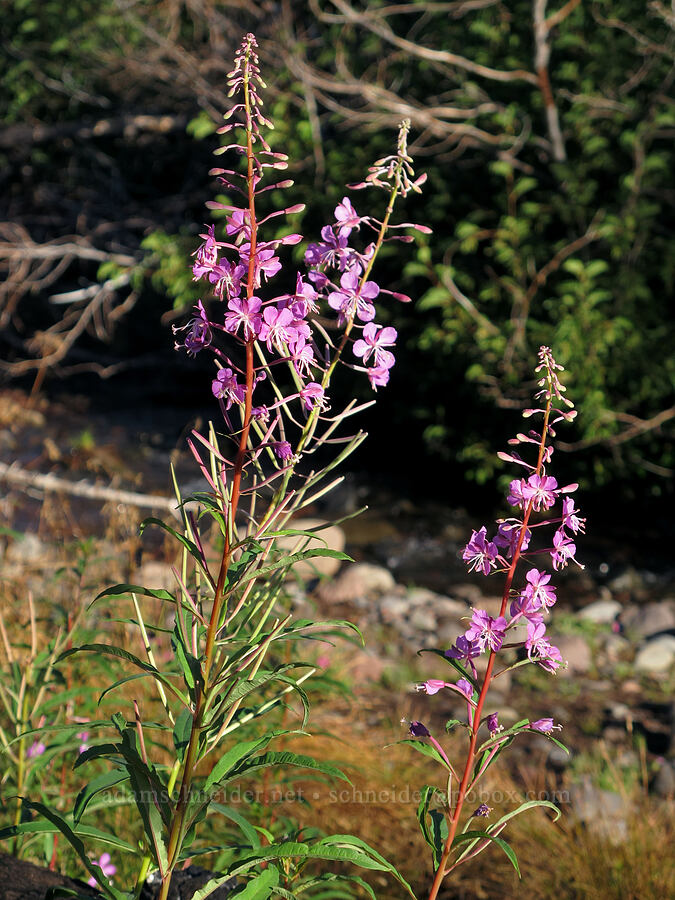fireweed (Chamerion angustifolium (Chamaenerion angustifolium) (Epilobium angustifolium)) [Green Lakes Trail, Three Sisters Wilderness, Deschutes County, Oregon]