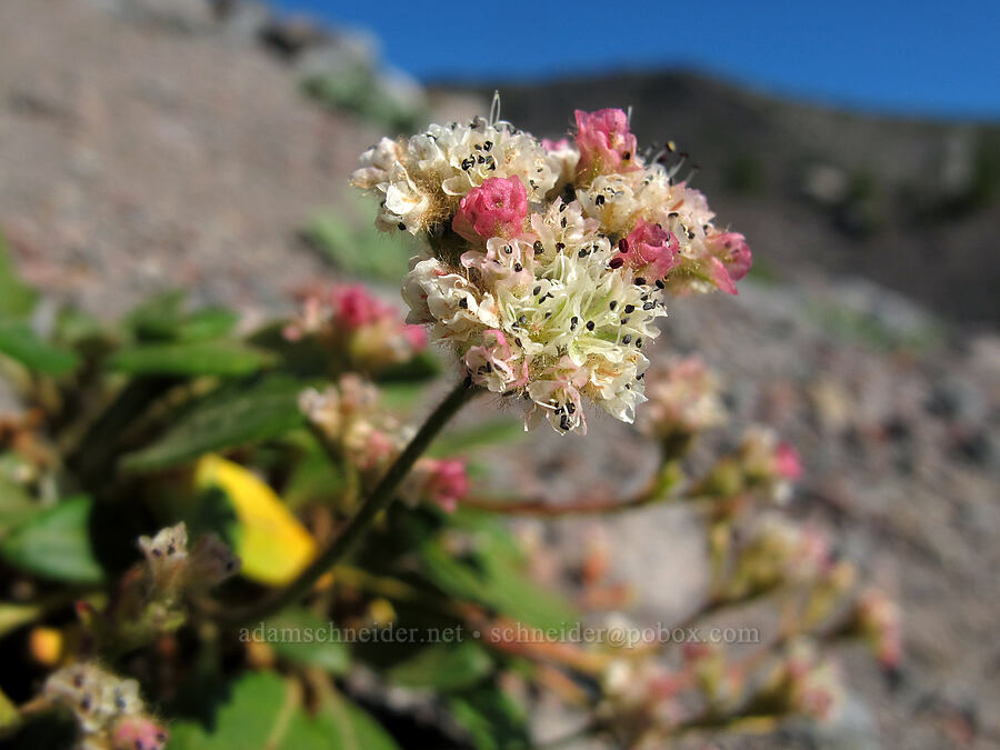alpine buckwheat (Eriogonum pyrolifolium) [Middle Sister climber's trail, Three Sisters Wilderness, Deschutes County, Oregon]