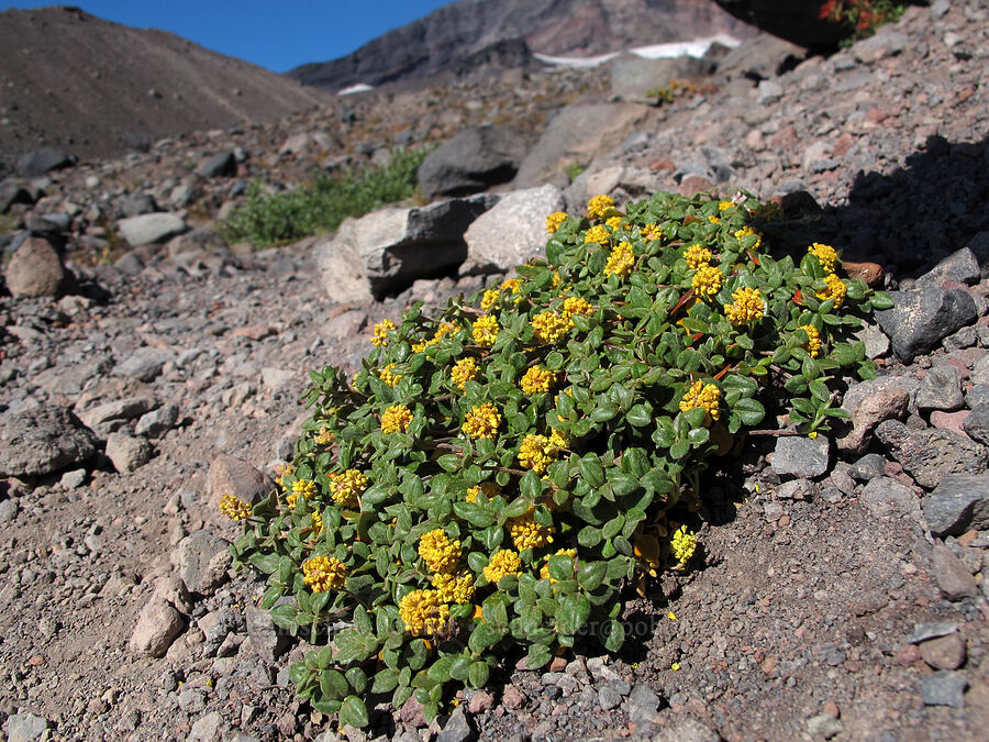 buckwheat (Eriogonum sp.) [Middle Sister climber's trail, Three Sisters Wilderness, Deschutes County, Oregon]