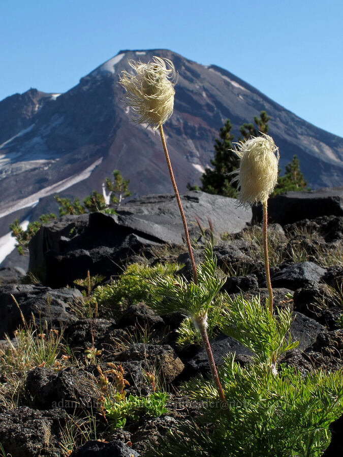 western pasqueflower seed-heads (Anemone occidentalis (Pulsatilla occidentalis)) [south of Diller Glacier, Three Sisters Wilderness, Deschutes County, Oregon]