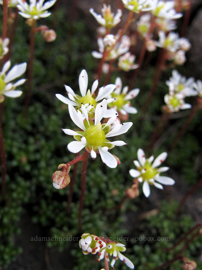 Tolmie's saxifrage (Micranthes tolmiei (Saxifraga tolmiei)) [southeast of Middle Sister, Three Sisters Wilderness, Deschutes County, Oregon]