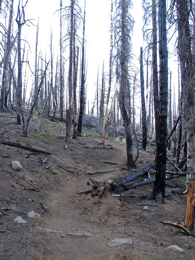 trail through fire damage [Camp Lake Trail, Three Sisters Wilderness, Deschutes County, Oregon]
