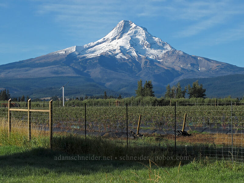 Mt. Hood from the Hood River Valley [Highway 35, Hood River County, Oregon]