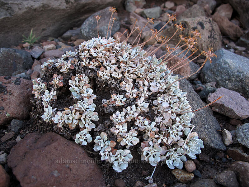 buckwheat leaves (Eriogonum sp.) [Eliot Glacier moraine, Mt. Hood Wilderness, Hood River County, Oregon]