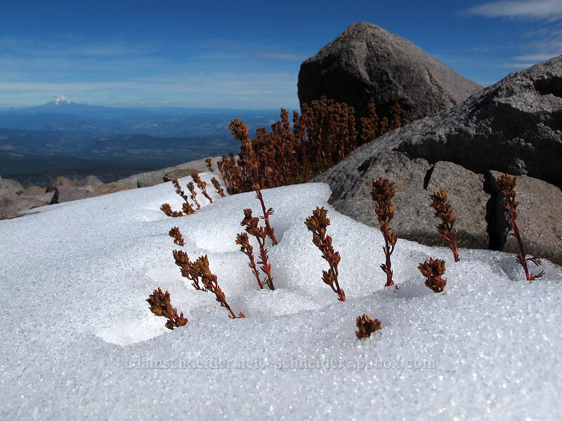 partridgefoot seeds & snow (Luetkea pectinata) [Langille Crags, Mt. Hood Wilderness, Hood River County, Oregon]