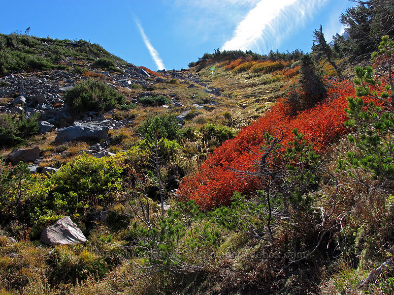 fall colors [below Langille Glacier, Mt. Hood Wilderness, Hood River County, Oregon]