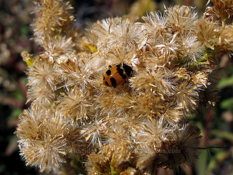 transverse ladybug on composite seeds (Coccinella transversoguttata) [Timberline Trail, Mt. Hood Wilderness, Hood River County, Oregon]