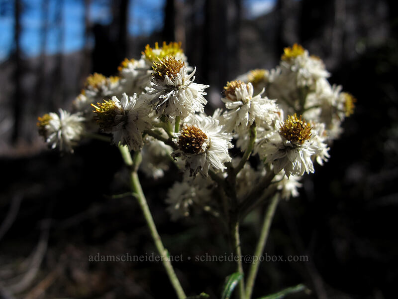 pearly everlasting (Anaphalis margaritacea) [Timberline Trail, Mt. Hood Wilderness, Hood River County, Oregon]