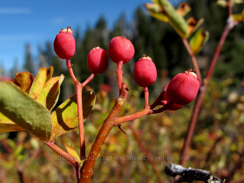 Sitka mountain-ash berries (Sorbus sitchensis) [Timberline Trail, Mt. Hood Wilderness, Hood River County, Oregon]