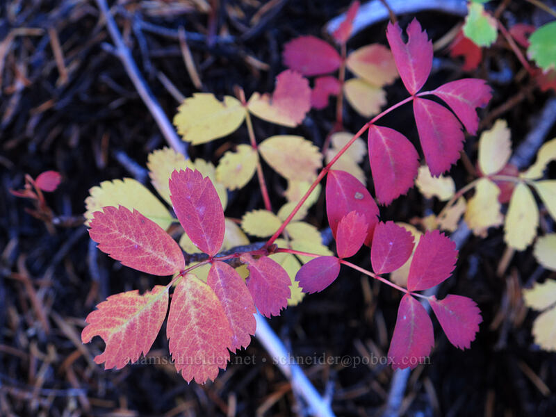 mountain-ash leaves (Sorbus sitchensis) [Timberline Trail, Mt. Hood Wilderness, Hood River County, Oregon]