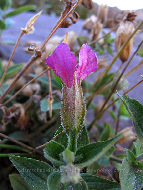 Lewis' monkeyflower (Erythranthe lewisii (Mimulus lewisii)) [Timberline Trail, Mt. Hood Wilderness, Hood River County, Oregon]