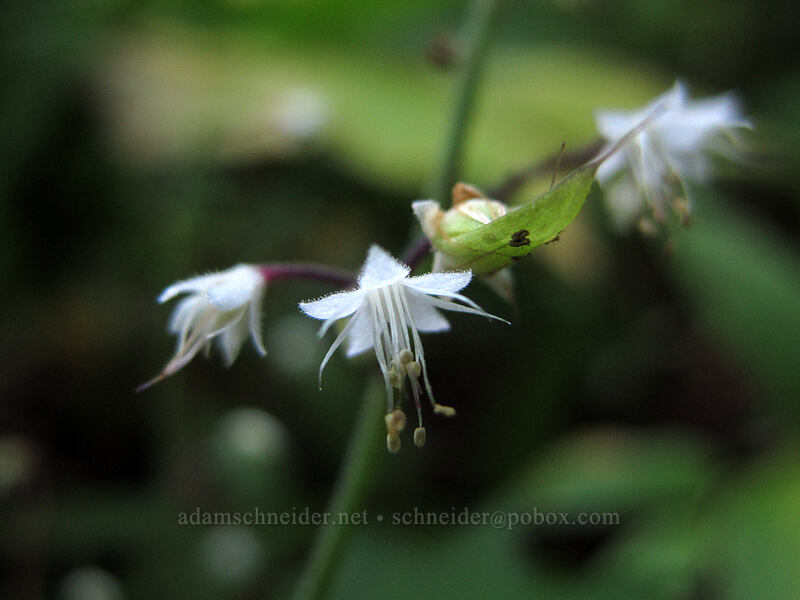 foamflower (Tiarella trifoliata) [Surprise Creek Trail, Mt. Baker-Snoqualmie National Forest, King County, Washington]