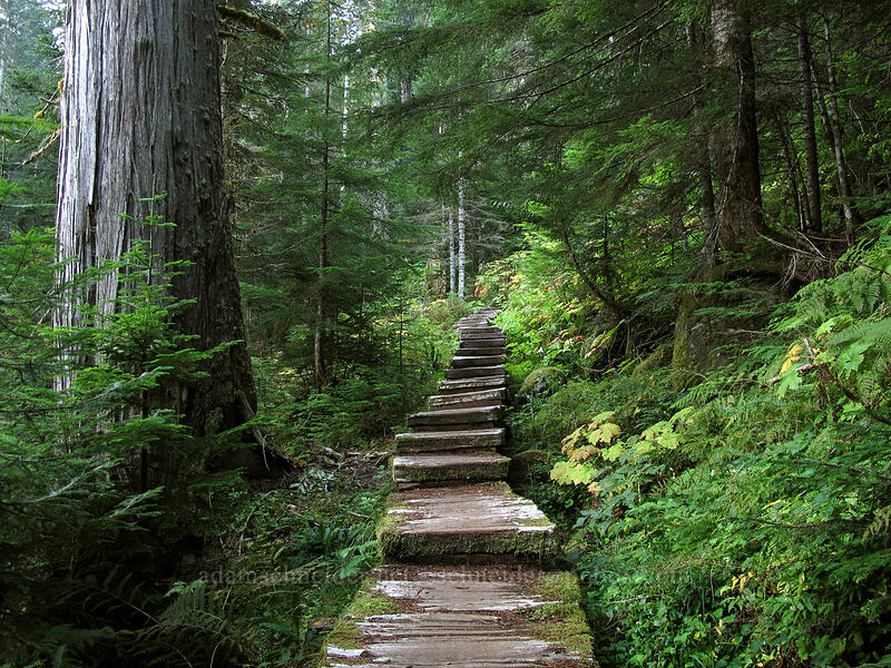 steps [Surprise Creek Trail, Mt. Baker-Snoqualmie National Forest, King County, Washington]