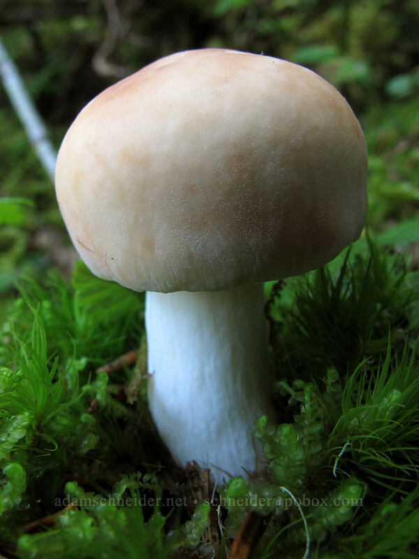 mushroom [Surprise Creek Trail, Alpine Lakes Wilderness, King County, Washington]