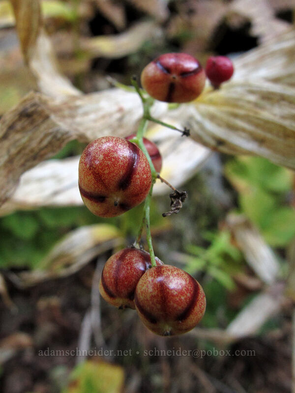 false solomon's-seal berries (Maianthemum stellatum (Smilacina stellata)) [Surprise Creek Trail, Alpine Lakes Wilderness, King County, Washington]