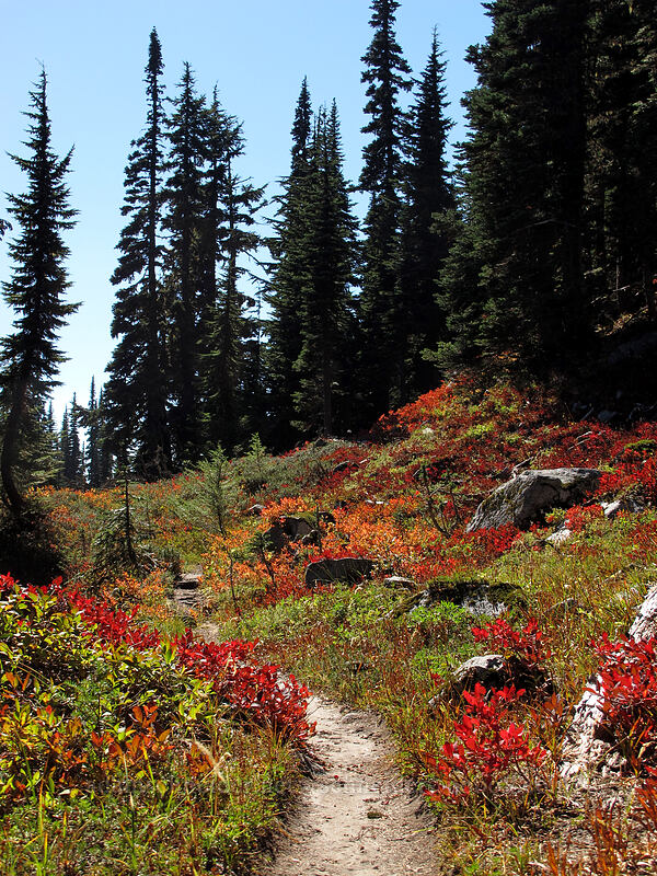 trail through huckleberries (Vaccinium sp.) [Surprise Mountain Trail, Alpine Lakes Wilderness, King County, Washington]
