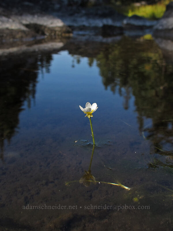 white water buttercup (Ranunculus aquatilis var. diffusus (Ranunculus trichophyllus)) [Surprise Creek Trail, Alpine Lakes Wilderness, King County, Washington]