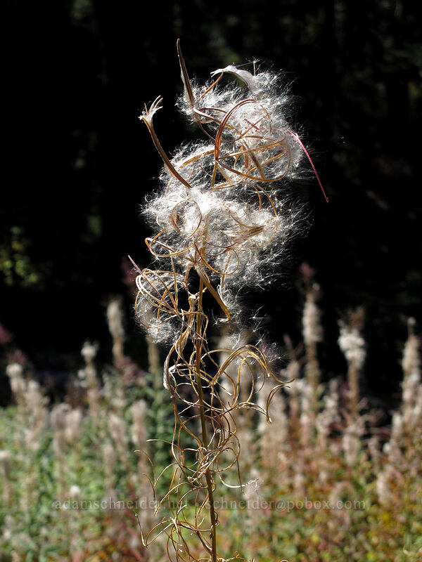 fireweed seeds (Chamerion angustifolium (Chamaenerion angustifolium) (Epilobium angustifolium)) [Surprise Creek Trail, Alpine Lakes Wilderness, King County, Washington]